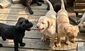 Labrador Puppies: We have 3  Labrador Puppies: We have 3 Labrador male puppies who are ready to go home today! Dewclaws removed, dewormed and up to date on vaccines.  $600 9202648508